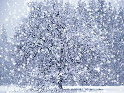 Winterliche Waldlandschaft, Schneefall und Baum