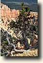 Bryce Canyon NP : Bristlecone Loop Trail