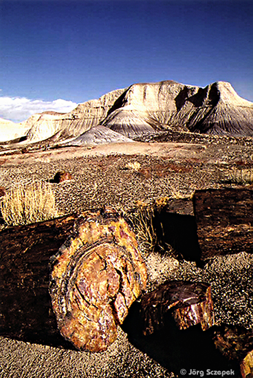 Petrified Forest NP, Jasper Forest