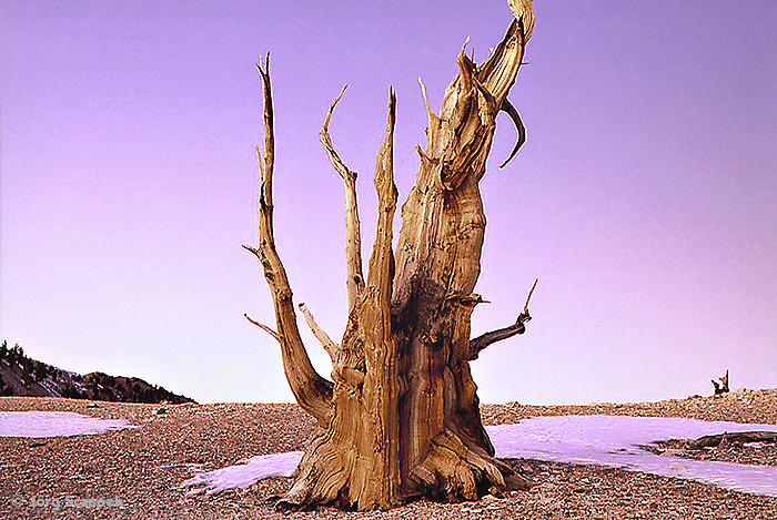 Eine uralte Bristlecone Pine in den californischen White Mountains