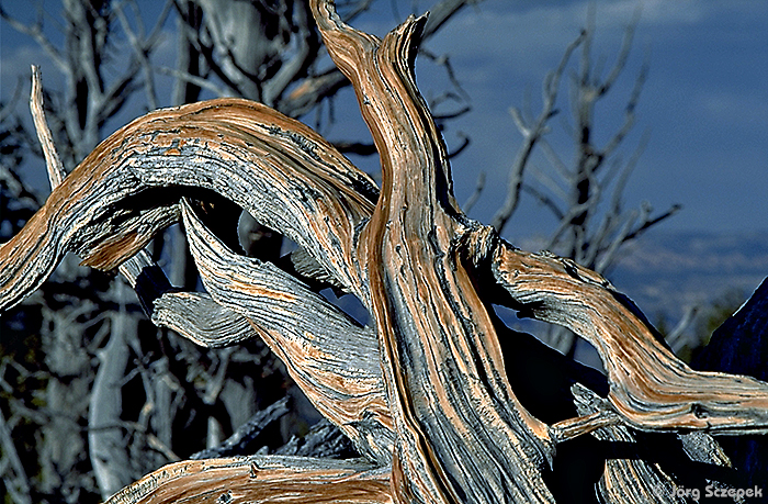 Bryce Canyon NP, eine der uralten Bristlecone Pines