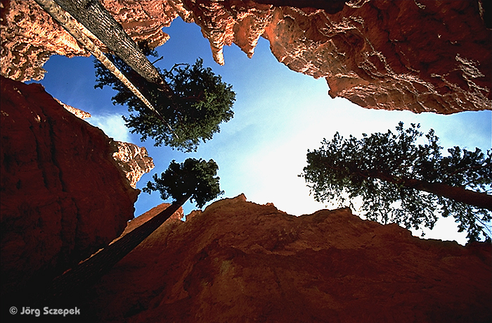 Bryce Canyon NP, Blick durch die enge Schlucht der Wallstreet in den blauen Himmel