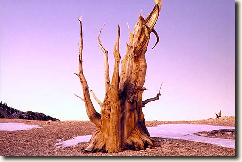 Ancient Brislecone Pine Forest: Bristlecone Pine