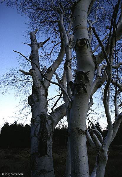 Birke und Mond, Neuengland