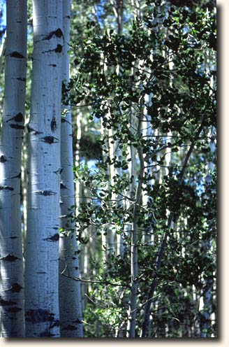 Birkenwald am Nordrand des Grand Canyon Grand Canyon NP: Birkenwald am Nordrand