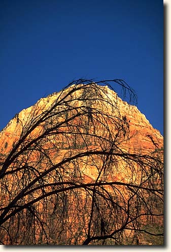 Zion NP: Bridge Mountain