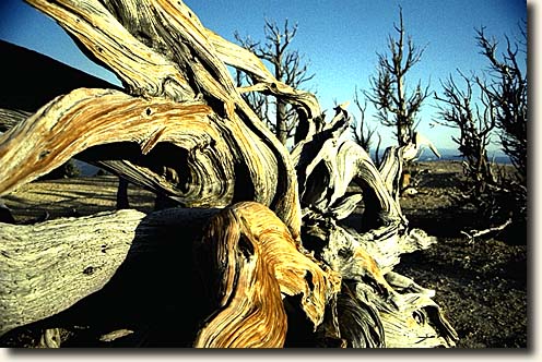 Bryce Canyon NP: Brislecone Pine