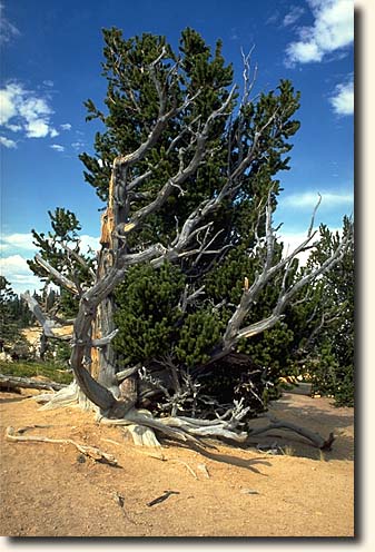 Bryce Canyon NP: Brislecone Pine