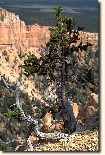 Bryce Canyon NP: Brislecone Pine