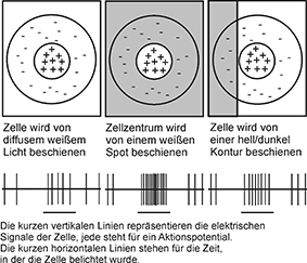 Schema der Center/Surround Verarbeotung