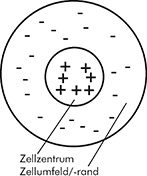 Schema einer Center/Surround Zelle