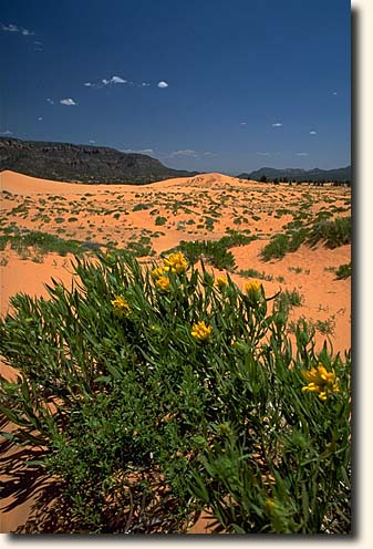 Coral Pink Sand Dunes SP: Coral Pink Sand Dunes