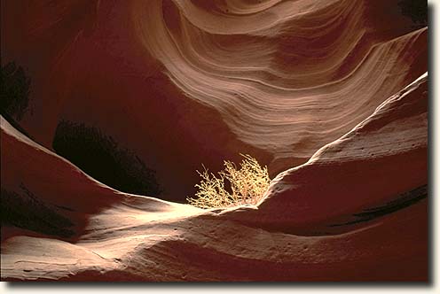 Slotcanyons: Cottonwood Wash Narrows