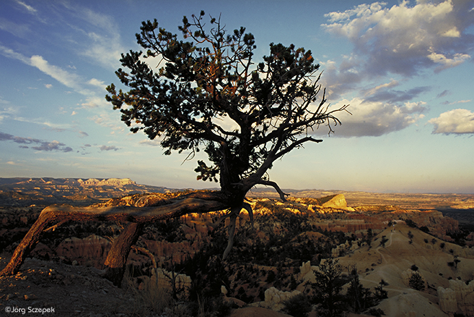 Blick vom Fairyland Point, Bryce Canyon NP