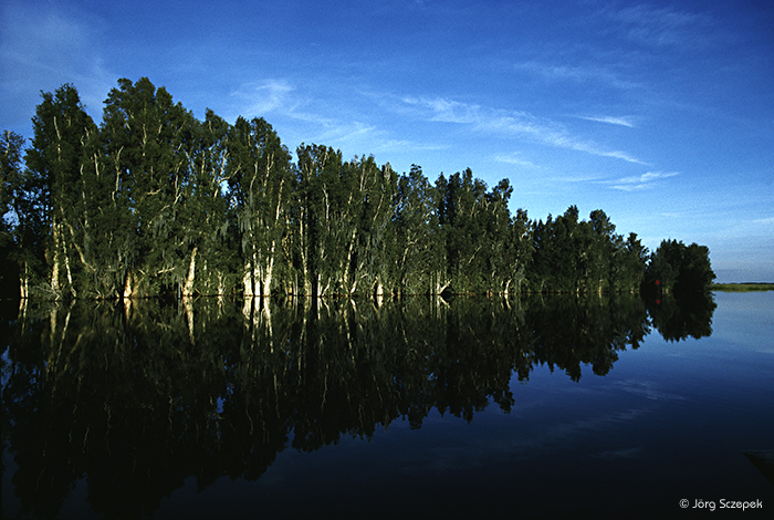 Zypressenhain, Everglades, Florida