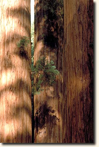 Sequoia NP: Giant Forest