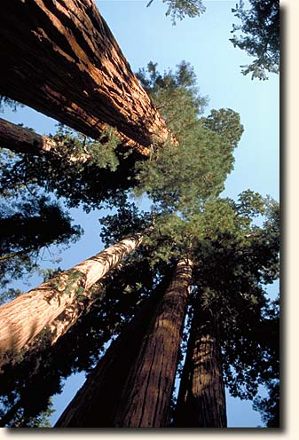 Sequoia NP: Giant Forest