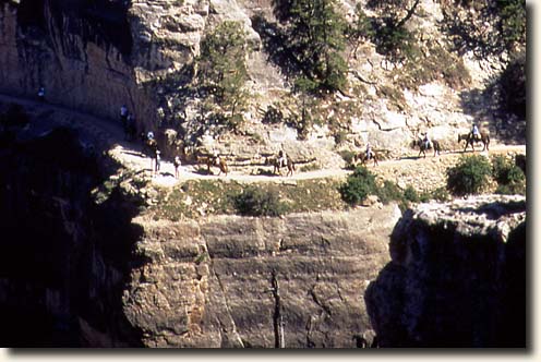 Maultierkarawane auf den Weg in den Grand Canyon Grand Canyon NP: Maultierkarawane