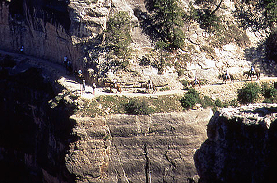 Foto einer Maultierkarawane auf dem Weg in den Grand Canyon