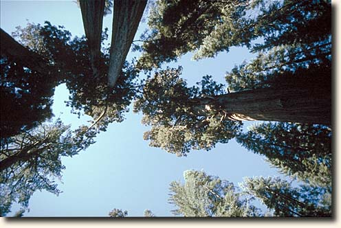 Foto Sequoias im Grand Grove