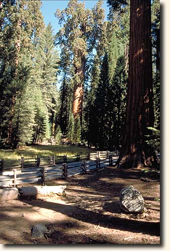 Sequoia NP: Grant Grove