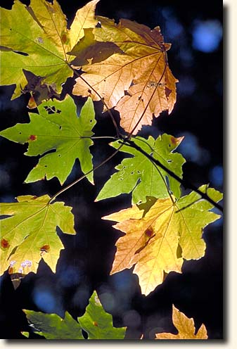 Yosemite NP: Herbstblaetter