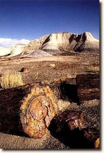 Petrified Forest NP: Jasper Forest