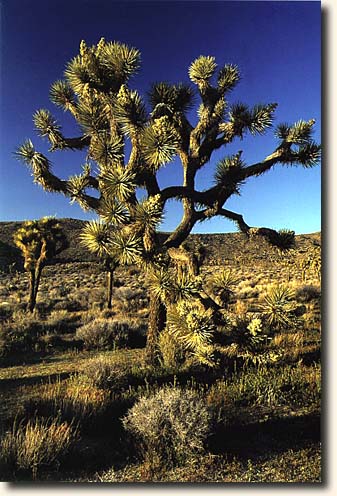 Joshua Tree Natural Area: Joshua Tree