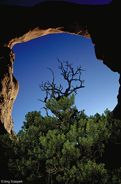 Turret Arch und Wacholderstrauch, Arches NP
