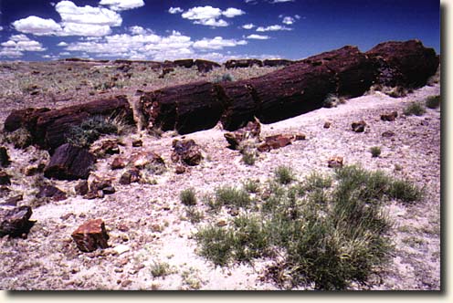 Petrified Forest NP: Versteinerter Baumstamm