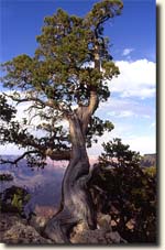 Foto Grand Canyon NP: Wacholder-Baum, Juniper Tree