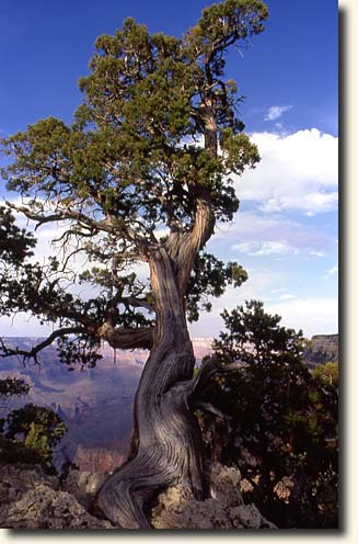 Foto eines Wacholderbaums am Nordrand des Grand canyon Grand Canyon NP: Wacholder-Baum