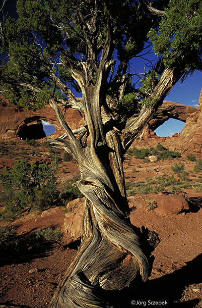 Verdrehte Juniper vor der Windows Section, Arches NP