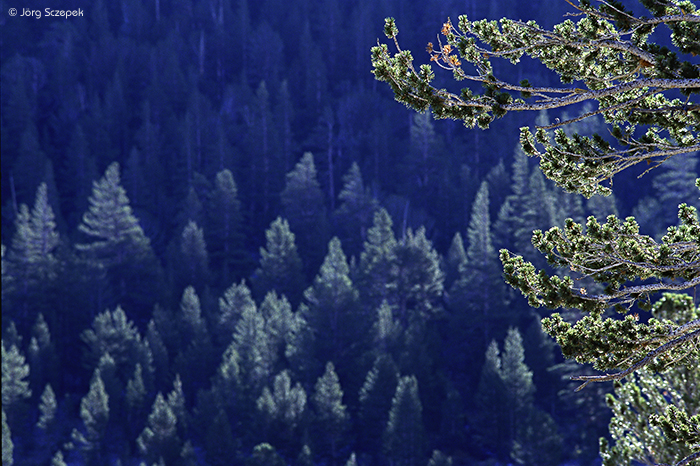Yosemite NP, Wald im Streiflicht