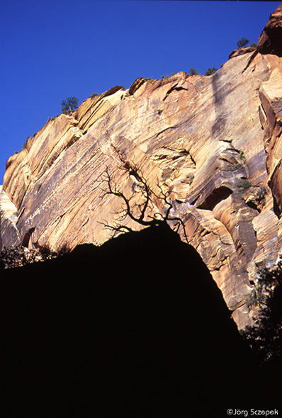 Details im Zion Canyon