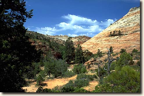 Zion NP: Auf der Mesa