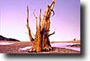 Ancient Bristlecone Pine Forest