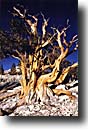 Ancient Bristlecone Pine Forest