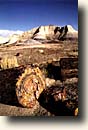 Petrified Forest NP : Jasper Forest