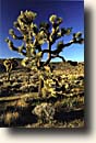 Joshua Tree Natural Area : Joshua Tree